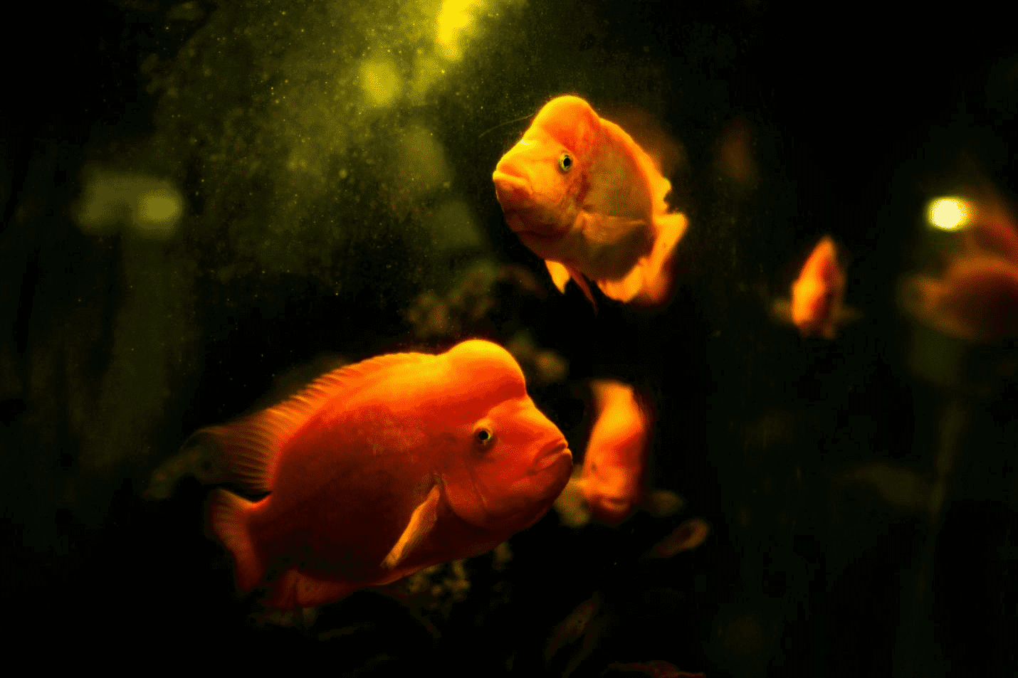 Aquarium and Fish Shop